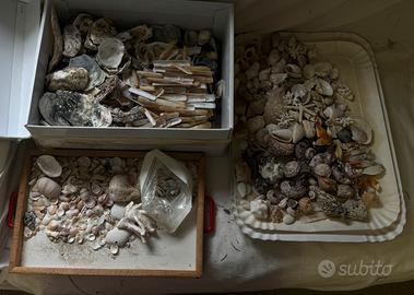 🐚 Conchiglie di mare per creativi e decorazioni