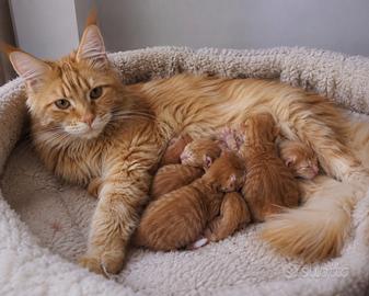 Cuccioli di gatto di main coon