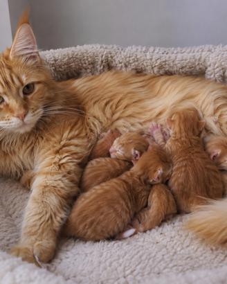 Cuccioli di gatto di main coon