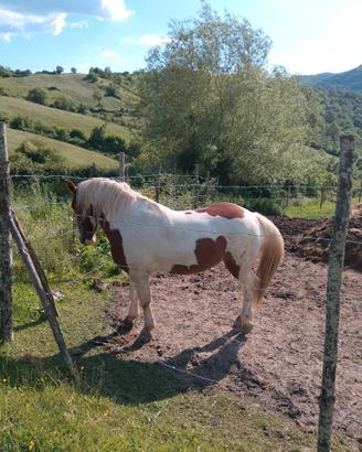 Cavallo
