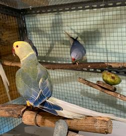 Parrocchetti dal collare