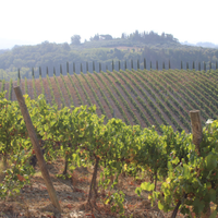 CERTALDO terreno casa n vigneto e oliveta