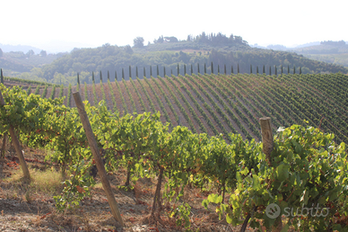 CERTALDO terreno casa n vigneto e oliveta