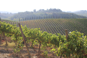 CERTALDO terreno casa n vigneto e oliveta
