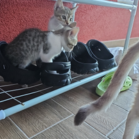 Gattine grigio/bianche