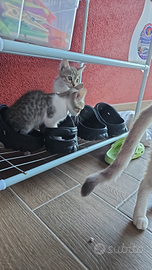 Gattine grigio/bianche