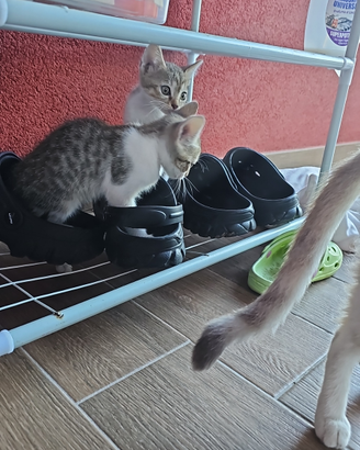 Gattine grigio/bianche