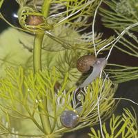 Lumache Per Acquario 12 Esemplari misti start set