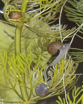 Set misto 20 lumache acquario melanoides physa pla