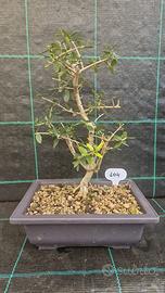 Bonsai di Olivastro ( Olea Europea )104