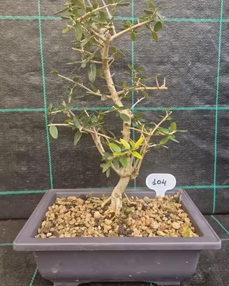 Bonsai di Olivastro ( Olea Europea )104