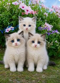 Cuccioli RAGDOLL Pedigree Ministeriale AGI