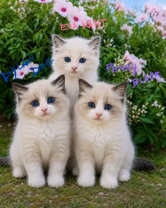 Cuccioli RAGDOLL Pedigree Ministeriale AGI