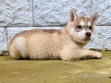 Cuccioli Siberian Husky