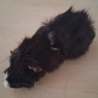 Cavie porcellini d'india