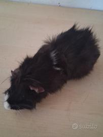 Cavie porcellini d'india