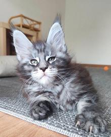 Maine coon cucciolo