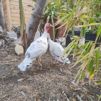 Tacchini ermellinati di Rovigo