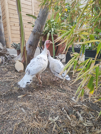 Tacchini ermellinati di Rovigo