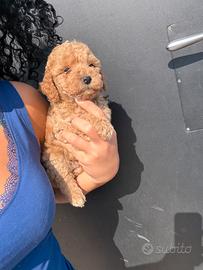 Barboncini toy e mini