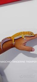 Coppia Gechi Leopardino