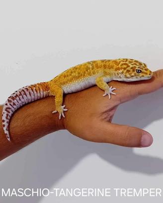 Coppia Gechi Leopardino