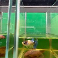 Betta koi yellow - koi red e multicolor