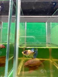 Betta koi yellow - koi red e multicolor