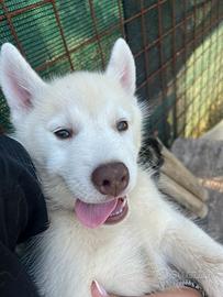 ultimi cuccioli di Siberian husky con pedigree 