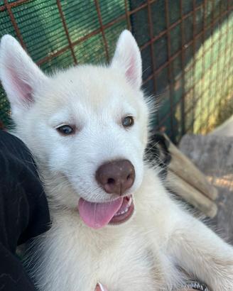 ultimi cuccioli di Siberian husky con pedigree 