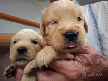 Cuccioli Golden Retriever Anglo-Americani