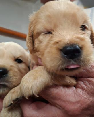 Cuccioli Golden Retriever Anglo-Americani