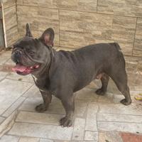 Bulldog francese per monte