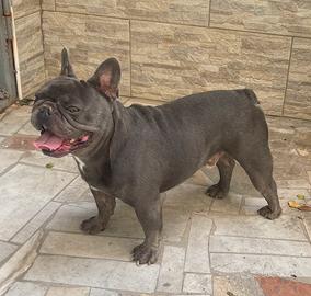 Bulldog francese per monte