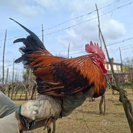 Galli