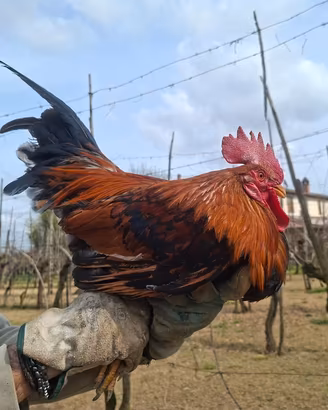 Galli