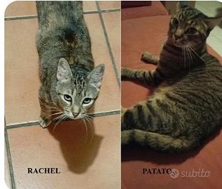 Rachel e pato
