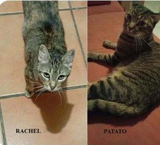 Rachel e pato