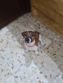 Cucciola Jack Russell zampa corta