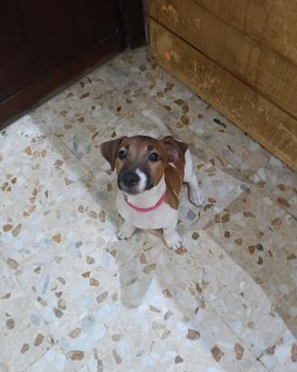 Cucciola Jack Russell zampa corta