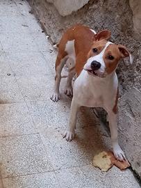Pitbull femmina 