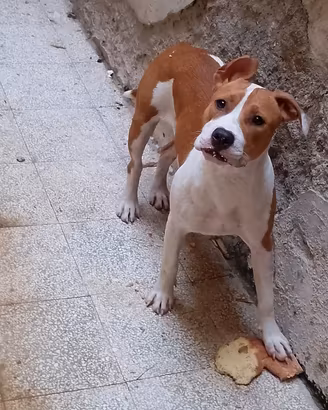 Pitbull femmina 
