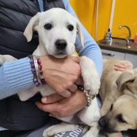 Cuccioli dolci cosa adotta meticci