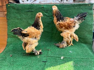 Brahma