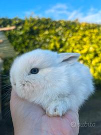 Conigli nani minilop