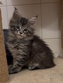 Maine coon cucciole