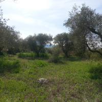 Terreno agricolo uliveto