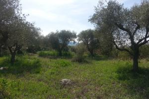 Terreno agricolo uliveto