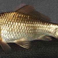 Carassio Nostrano Lago Acqua Fredda Esc4 C1bo V1v