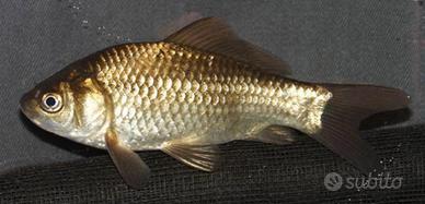 Carassio Nostrano Lago Acqua Fredda Esc4 C1bo V1v